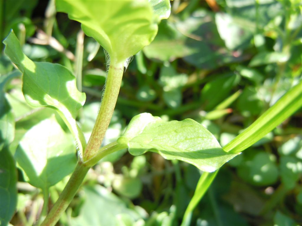 Fiori da Capodimonte - Stellaria neglecta